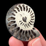 Ammonite fossil shell replaced by Pyrite