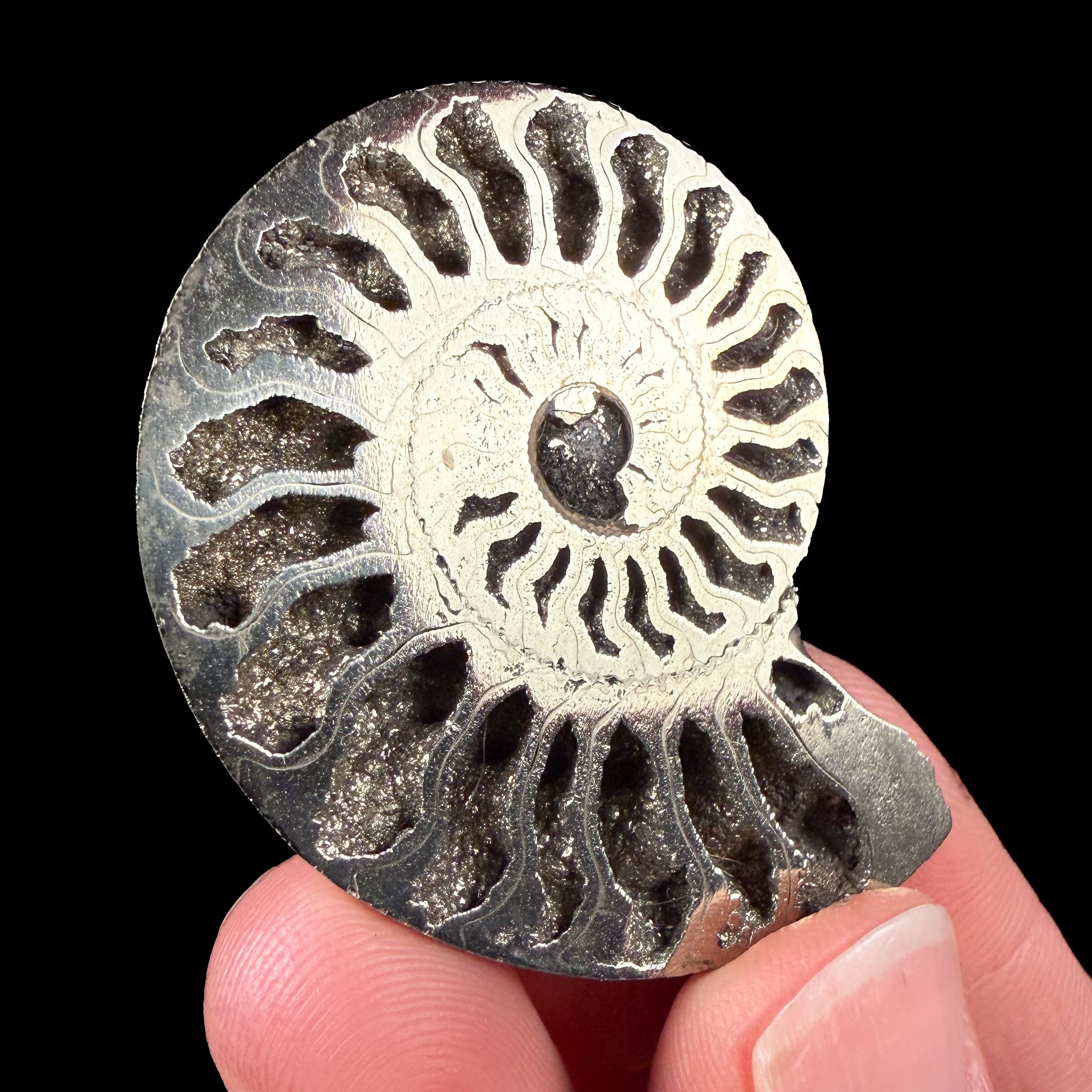 Ammonite fossil shell replaced by Pyrite
