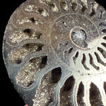 Close up of Pyrite crystals inside an Ammonite shell fossil