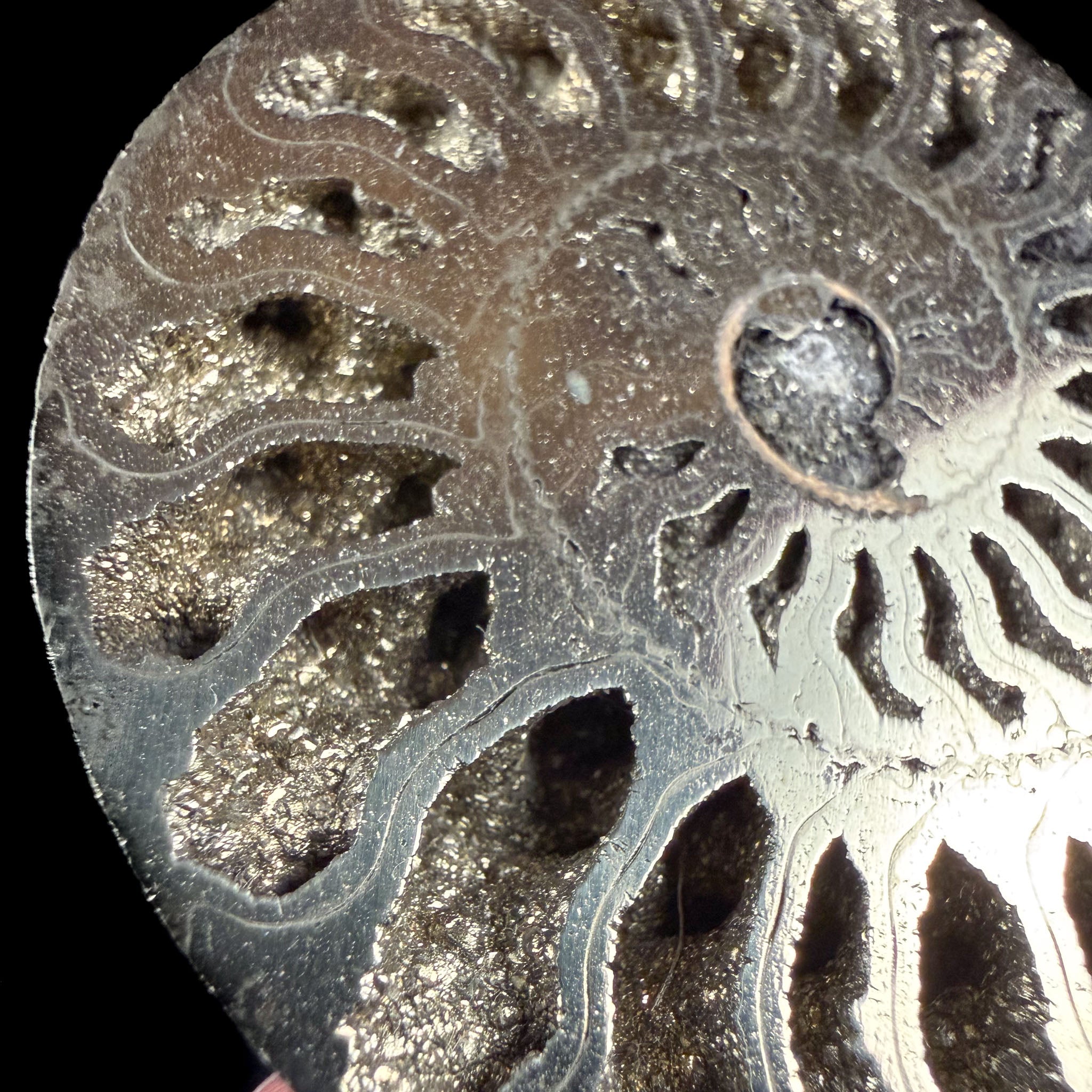 Close up of Pyrite crystals inside an Ammonite shell fossil