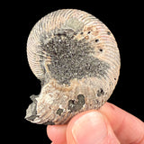 Pyrite crystals on the exterior of an ammonite fossil shell