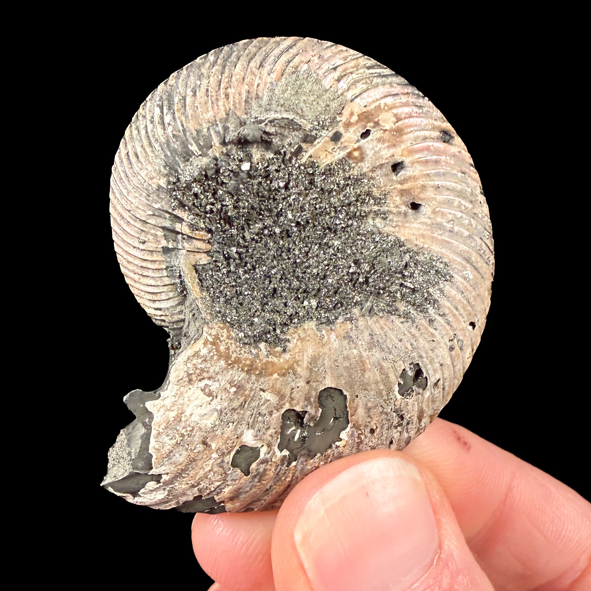 Pyrite crystals on the exterior of an ammonite fossil shell