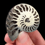 Pyritized Ammonite Shell