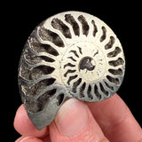 Pyritized Ammonite Shell