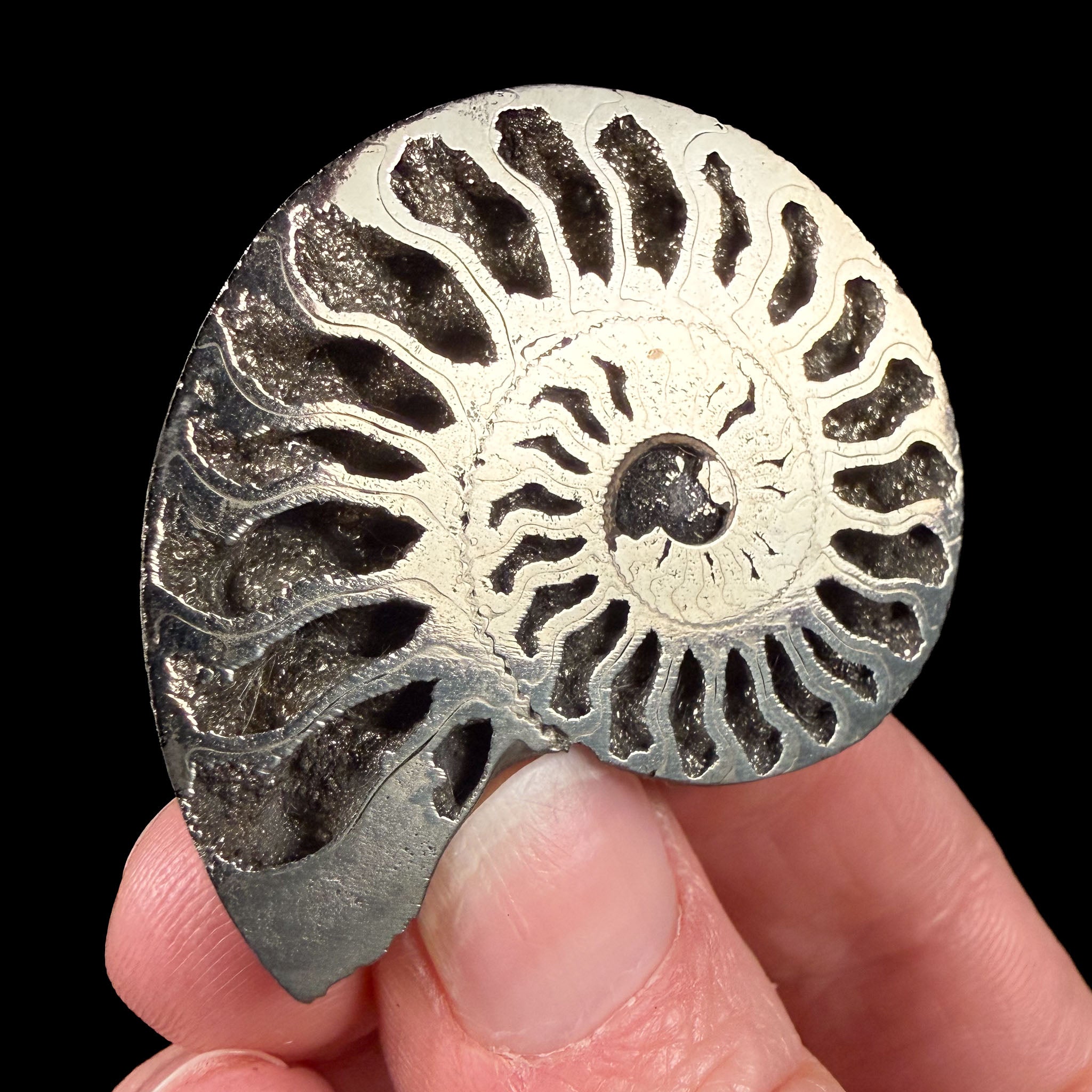 Pyritized Ammonite Shell
