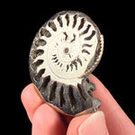 Pyritzed Ammonite Fossil shell