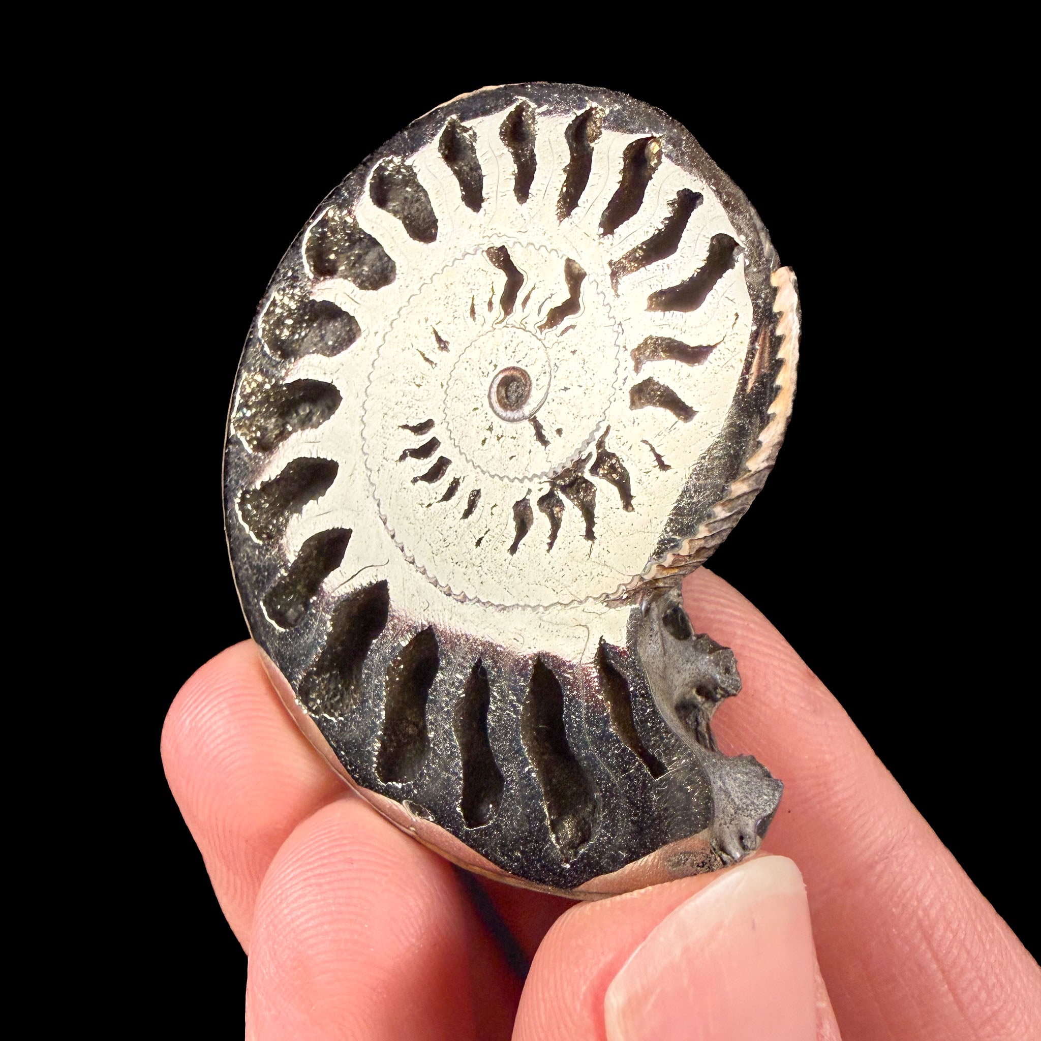 Pyritzed Ammonite Fossil shell