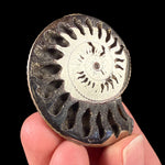 Ammonite fossil replaced by Pyrite crystals