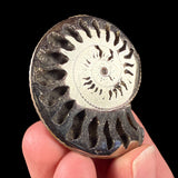 Ammonite fossil replaced by Pyrite crystals