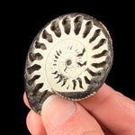 Ammonite fossil replaced by the mineral Pyrite