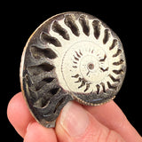 Pyrite ammonite fossil shell