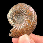 Exterior of Ammonite shell