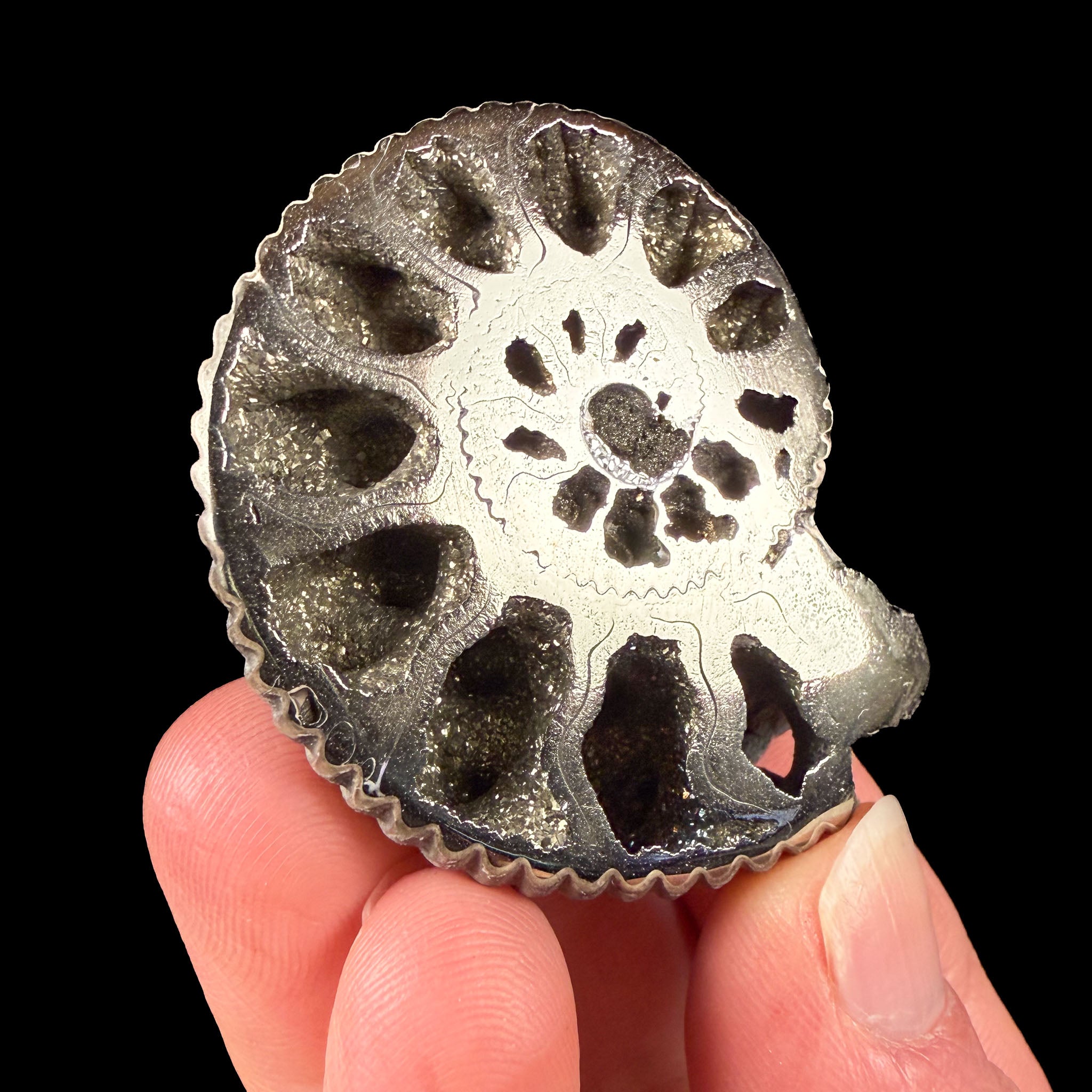 Fossilized Ammonite that has been naturally replace by Pyrite