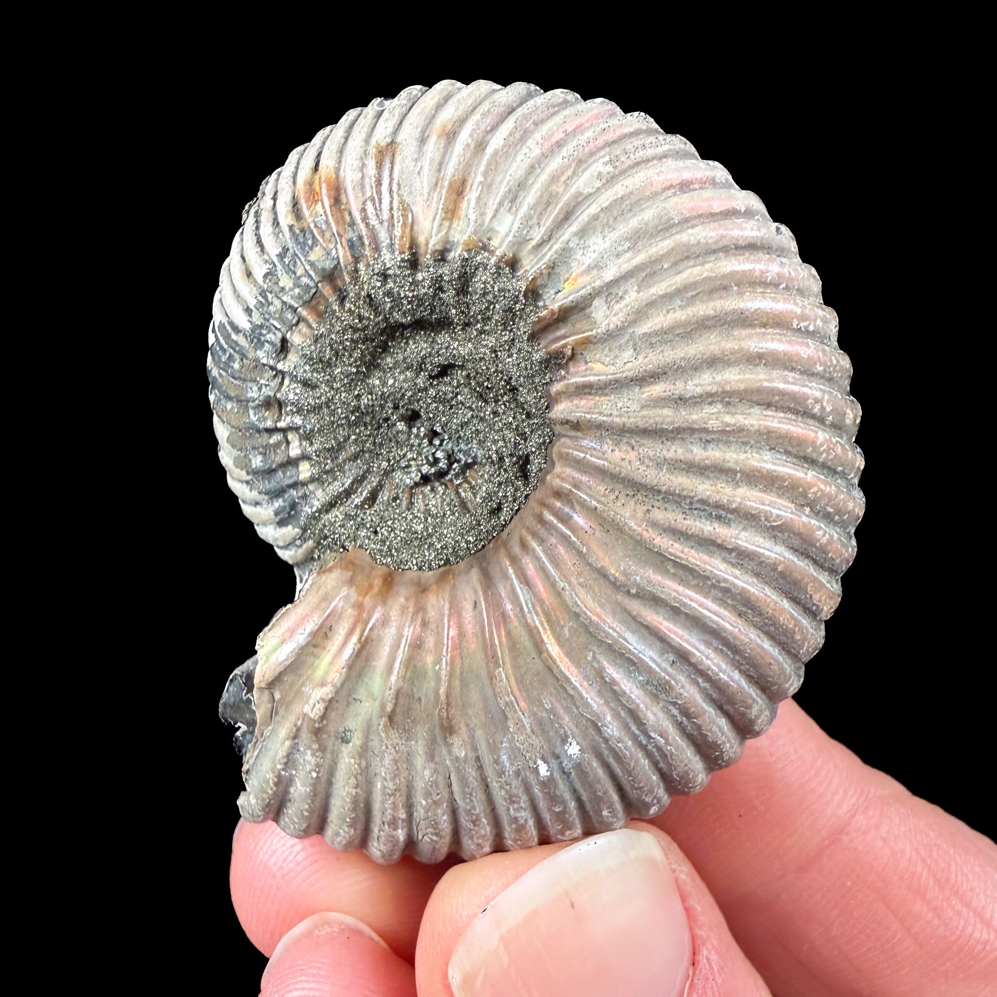 Exterior of Pyritized Ammonite shell showing Pyrite crystals in the center