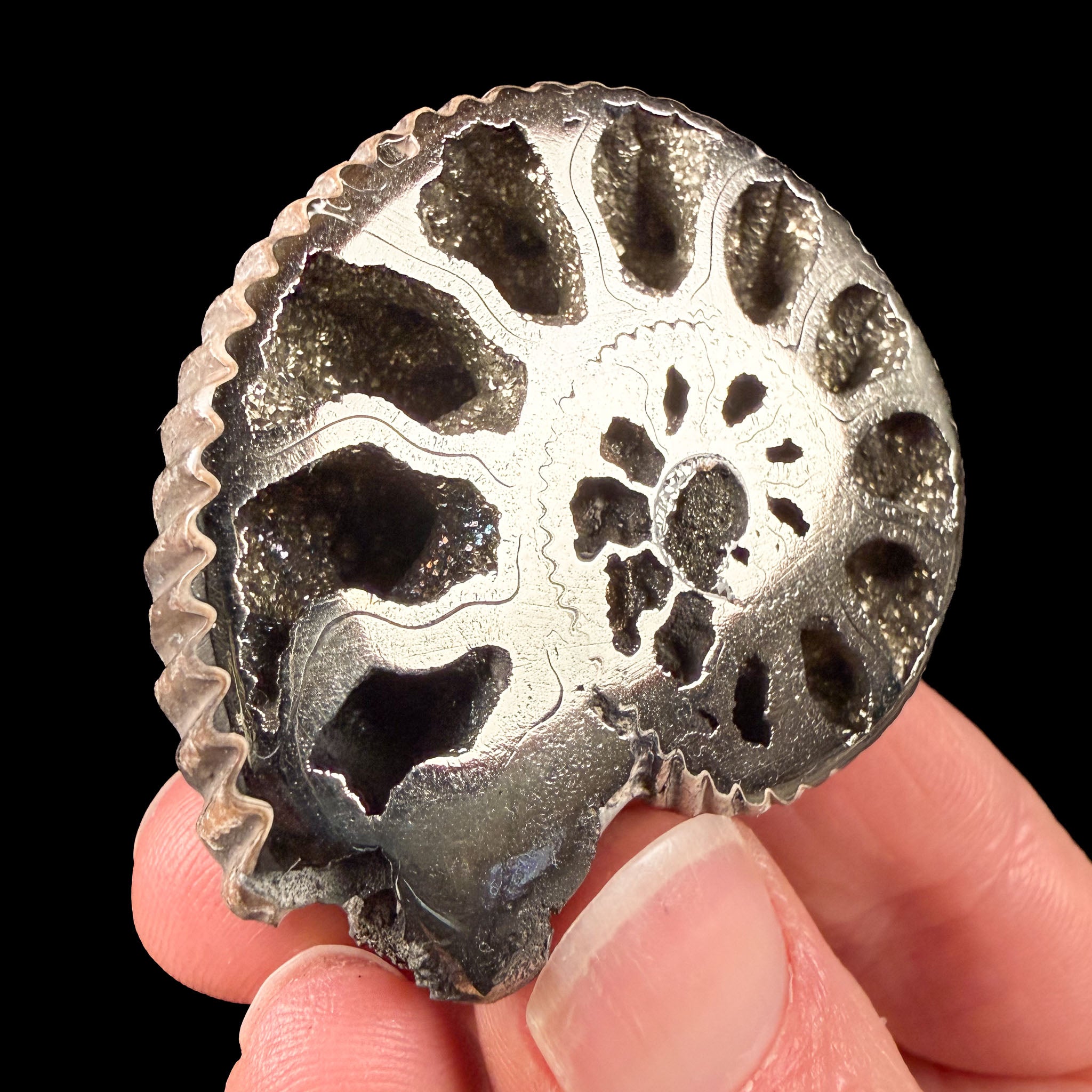 Ammonite Fossil replace with Pyrite