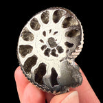 Pyritized Ammonite Fossil Shell