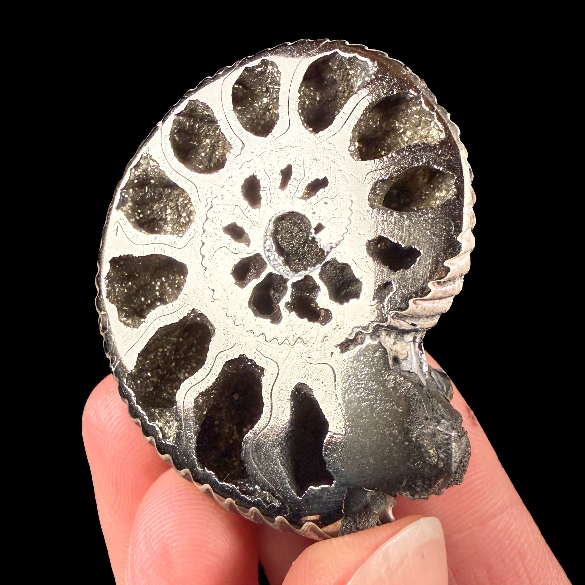 Pyritized Ammonite Fossil Shell