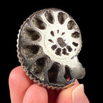 Pyrite crystals inside a fossil Ammonite shell