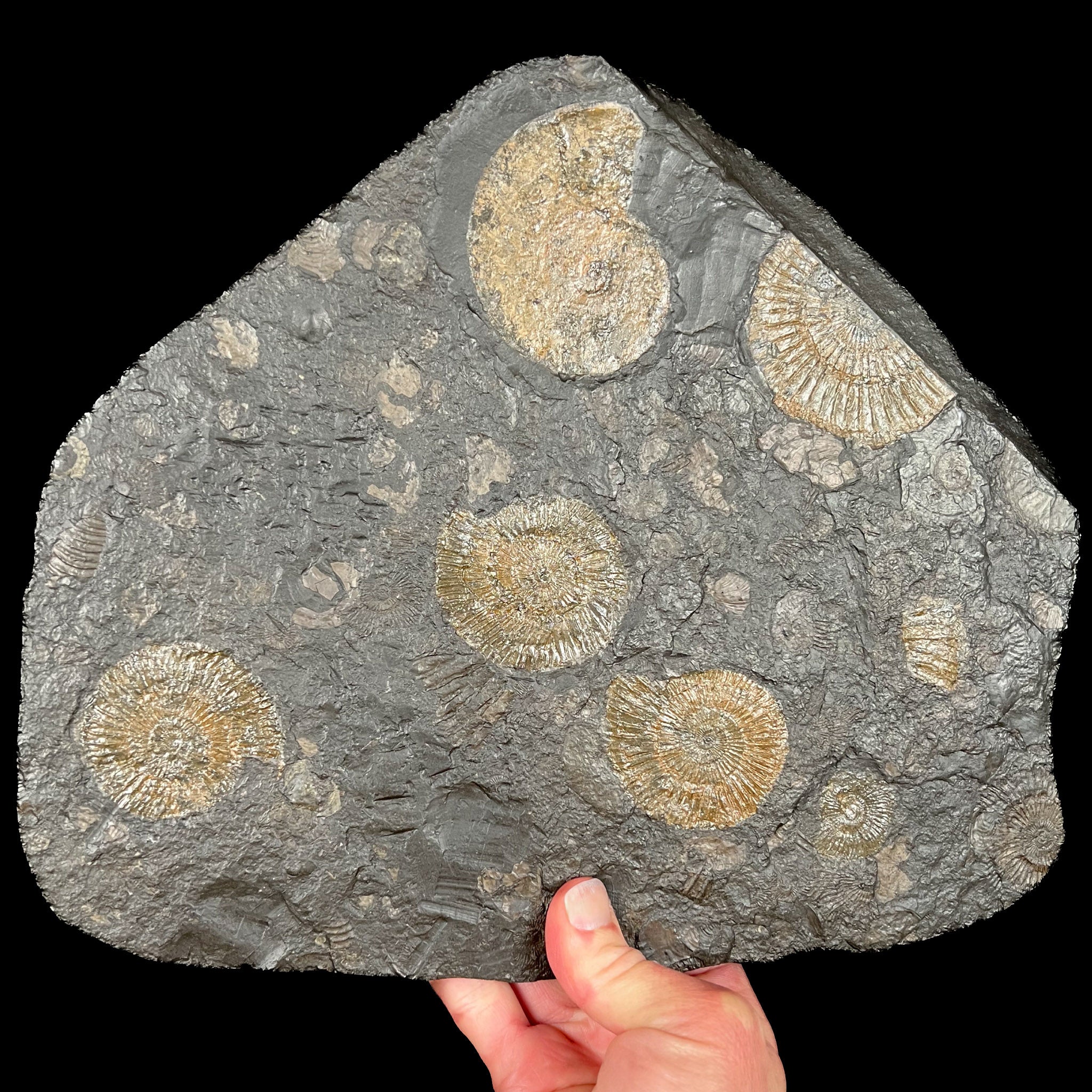 Pyritized Ammonites Dactylioceras and Harpoceras in Matrix