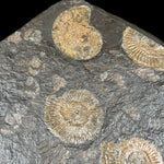 Harpoceras and Dactylioceras Ammonites in Shale Matrix from Germany