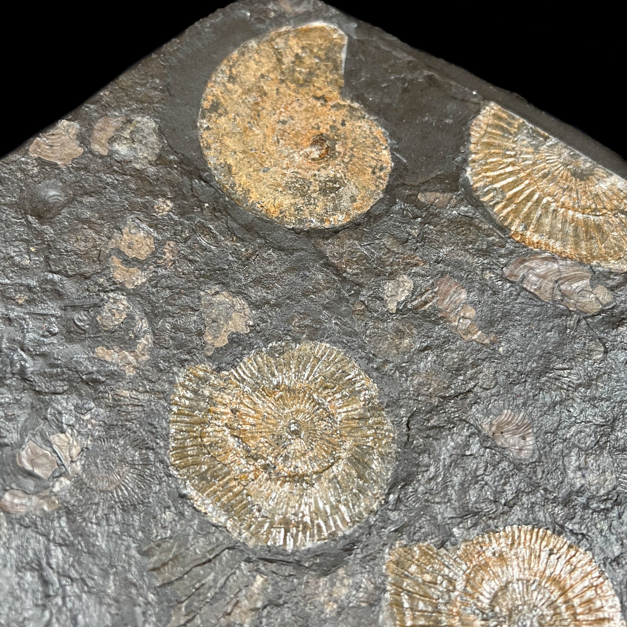 Harpoceras and Dactylioceras Ammonites in Shale Matrix from Germany
