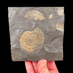 Pyritized Ammonite Fossils in Shale Matrix