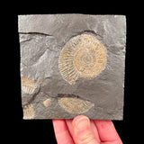 Pyritized Ammonite Fossil in Shale Rock Matrix