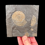 Fossilized Ammonite replaced by Pyrite in dark shale rock matrix