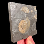 Holzmaden Shale formation with Pyritized Ammonites