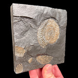 Pyritized Dactylioceras Ammonite Fossil in shale matrix from Germany