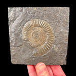 Fossilized Ammonite replaced by Pyrite in shale matrix