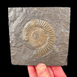 Fossilized Ammonite replaced by Pyrite in shale matrix