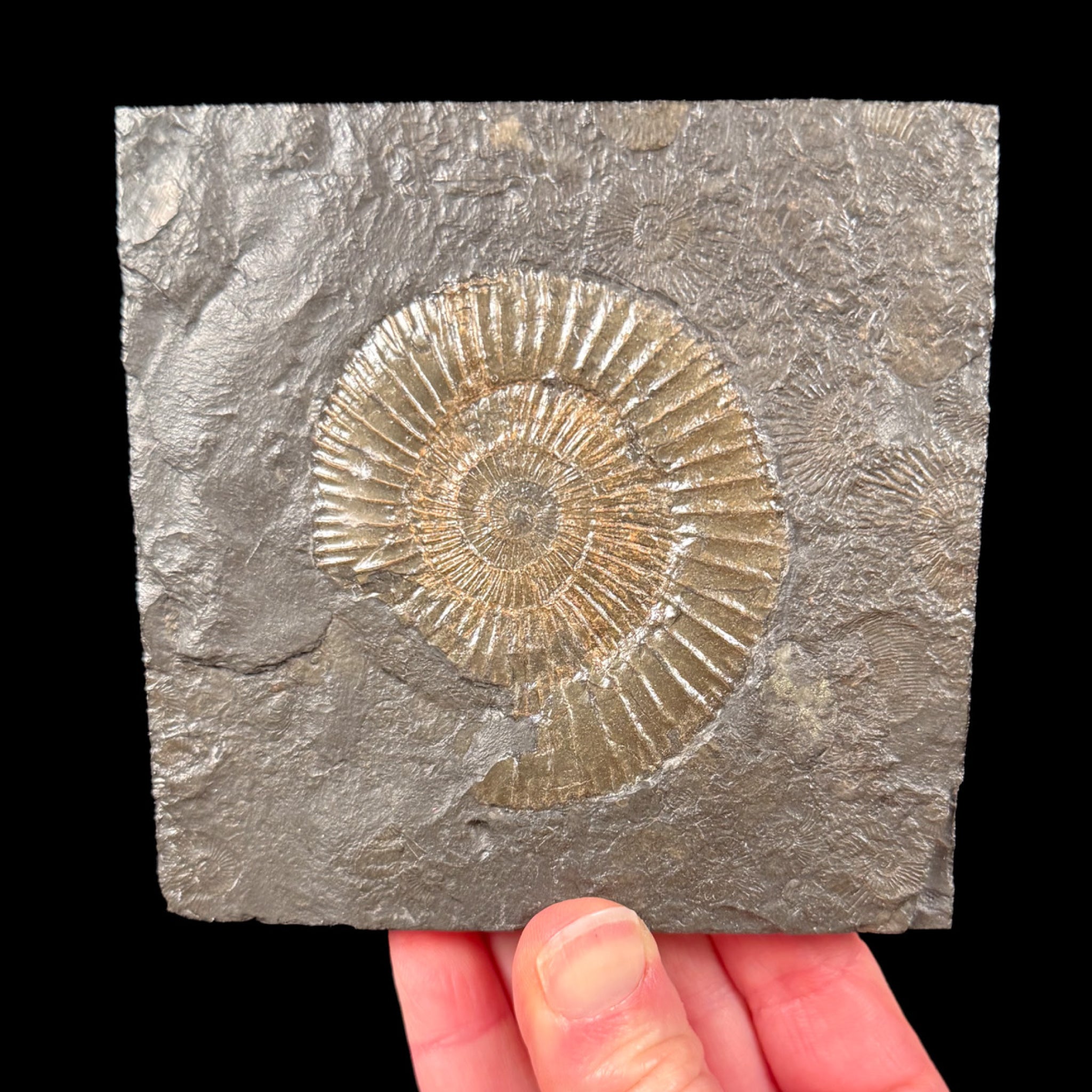 Fossilized Ammonite replaced by Pyrite in shale matrix