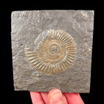Pyritized Ammonite in shale rock matrix from Germany