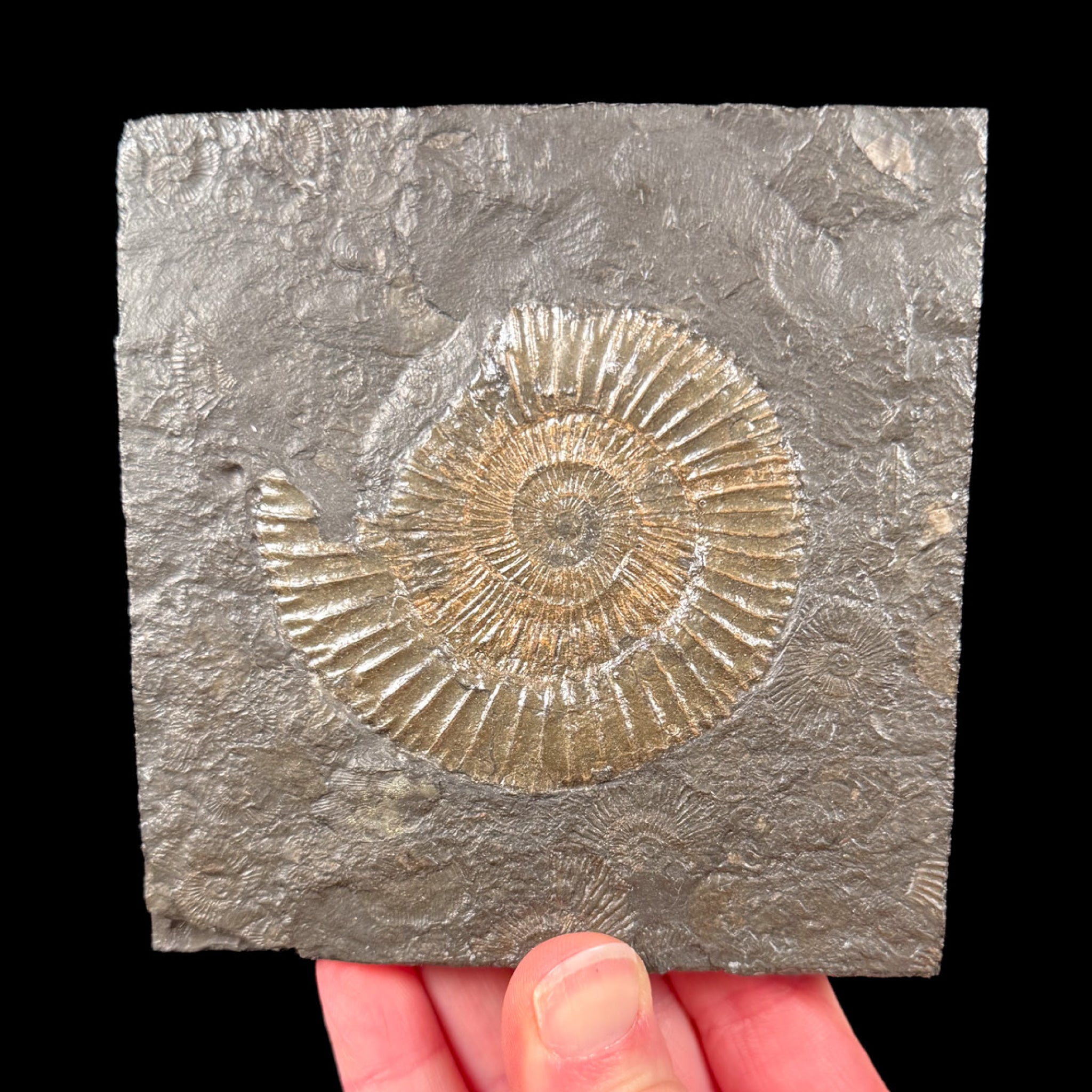 Pyritized Ammonite in shale rock matrix from Germany