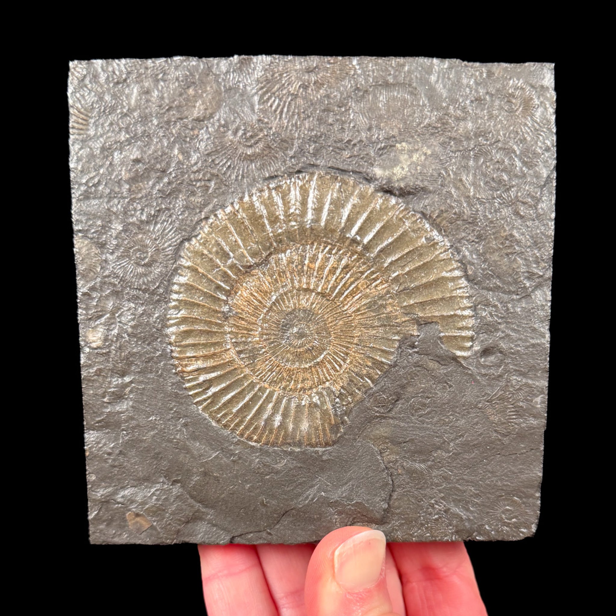 Fossil Ammonite replaced by Pyrite from Germany