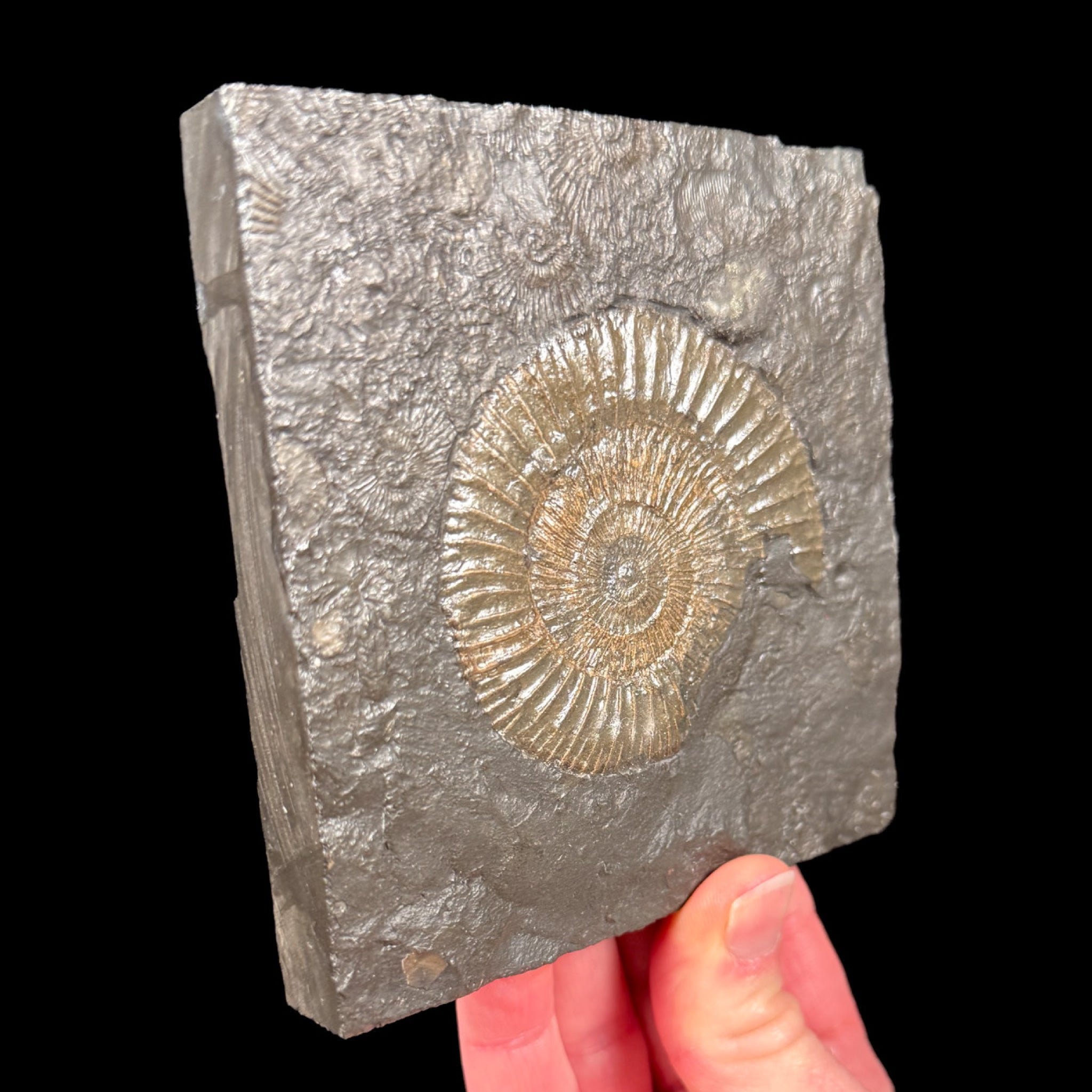Fossil Pyritized Ammonite from Germany
