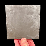 Back side of specimen