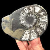 White Calcite and brass Pyrite replaced Ammonite shell