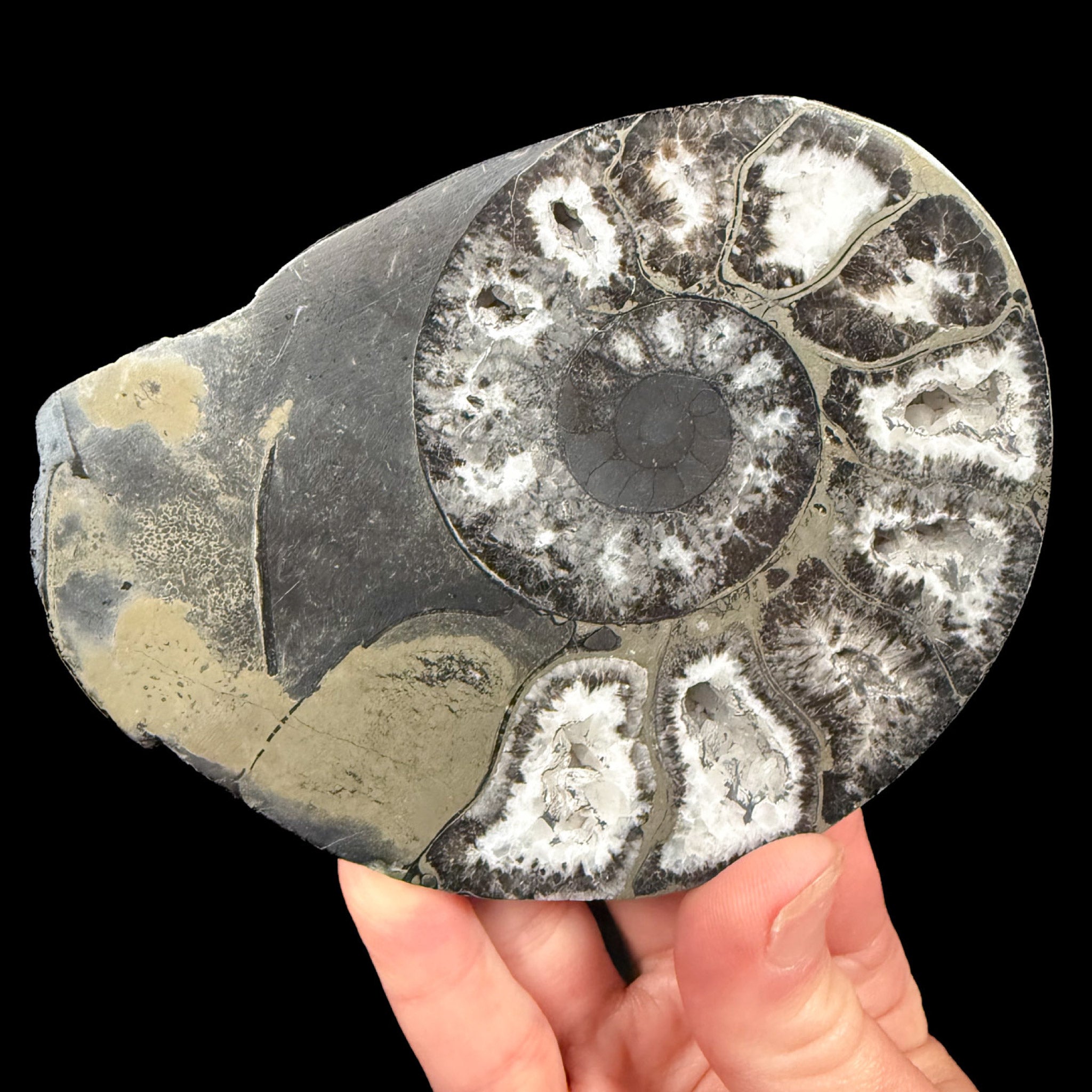 White Calcite and brass Pyrite replaced Ammonite shell