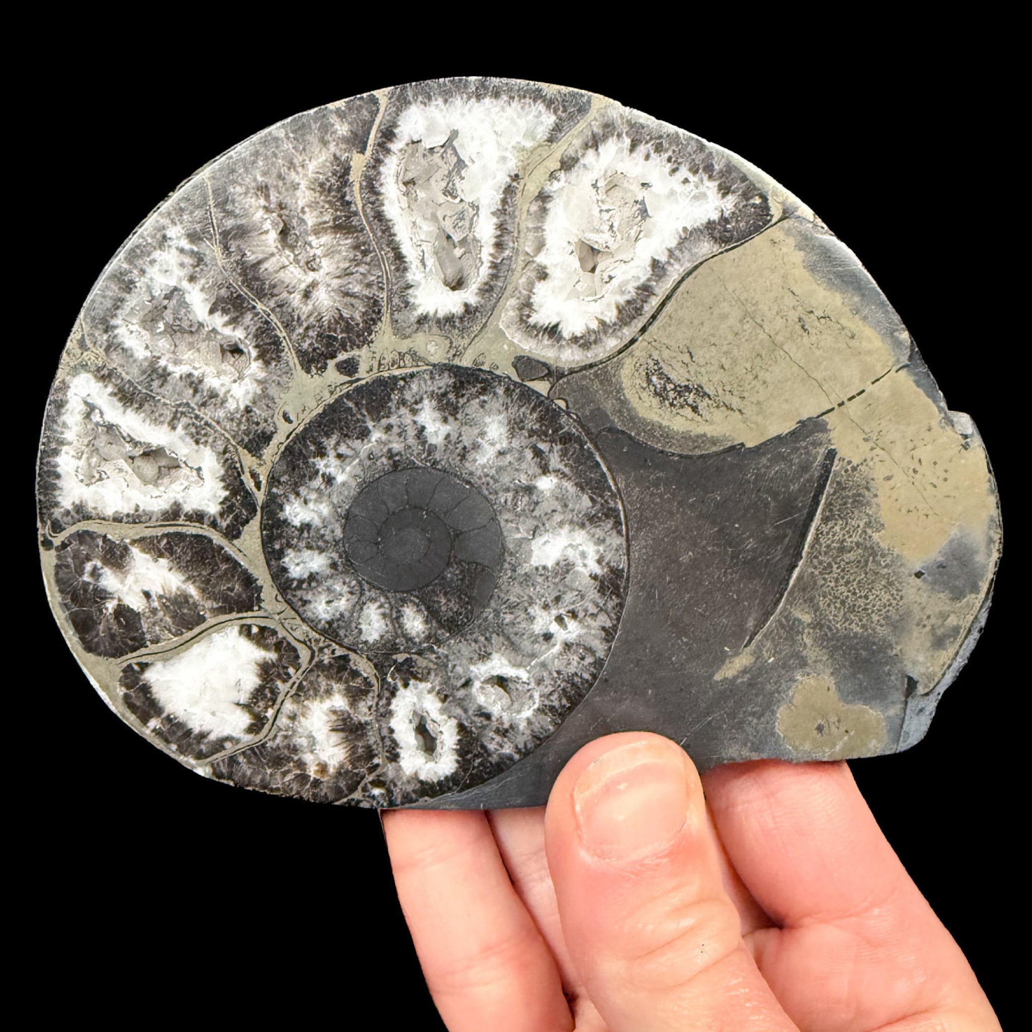 Pyritized Ammonite fossil shell with Calcite 