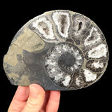 Pyrite and Calcite replaced Ammonite fossil shell