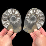 Pyrite replaced Ammonite fossil pair