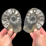 Pyrite replaced Ammonite fossil pair