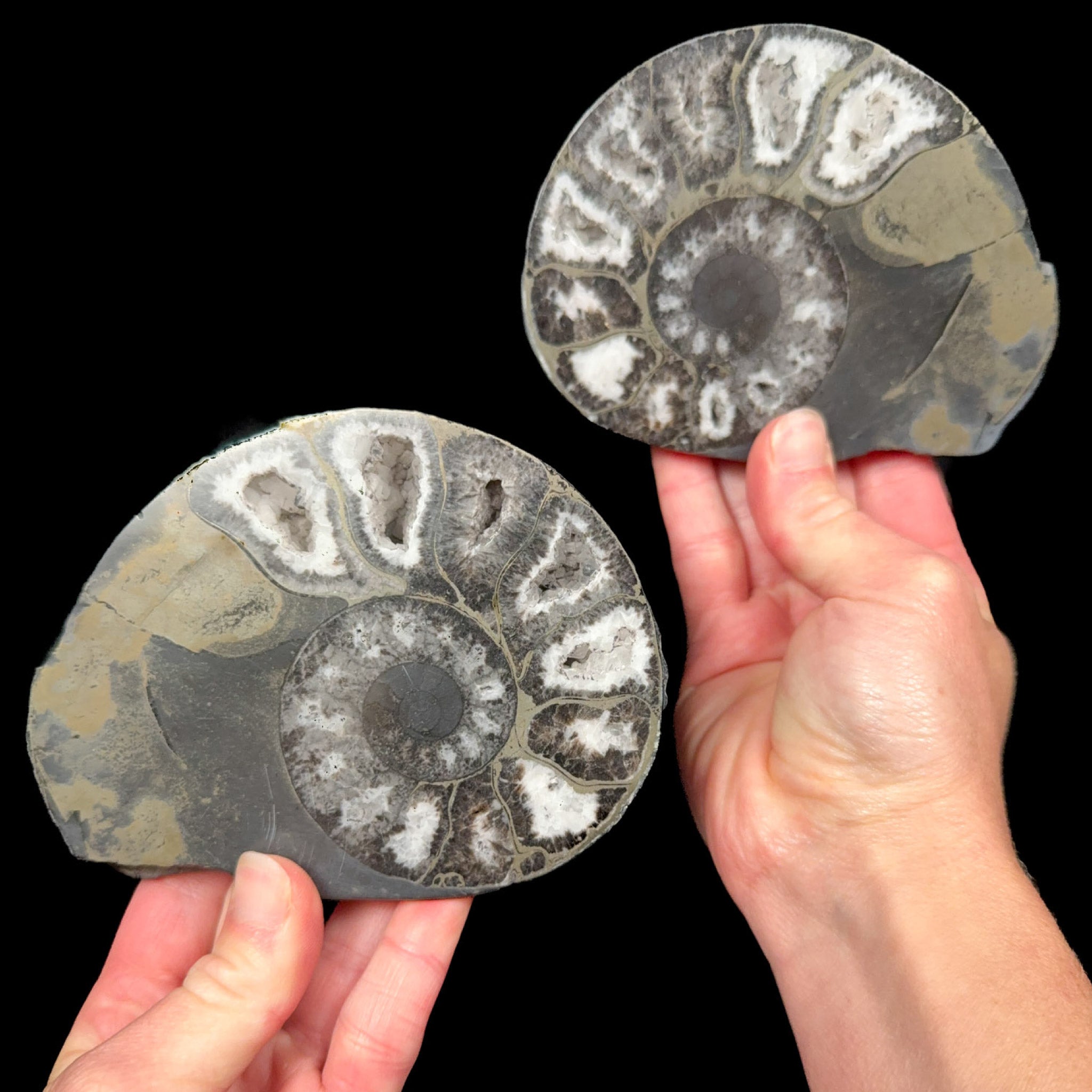 Large pyritized Ammonite fossil pair from Morocco