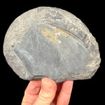 Exterior of pyritized ammonite fossil