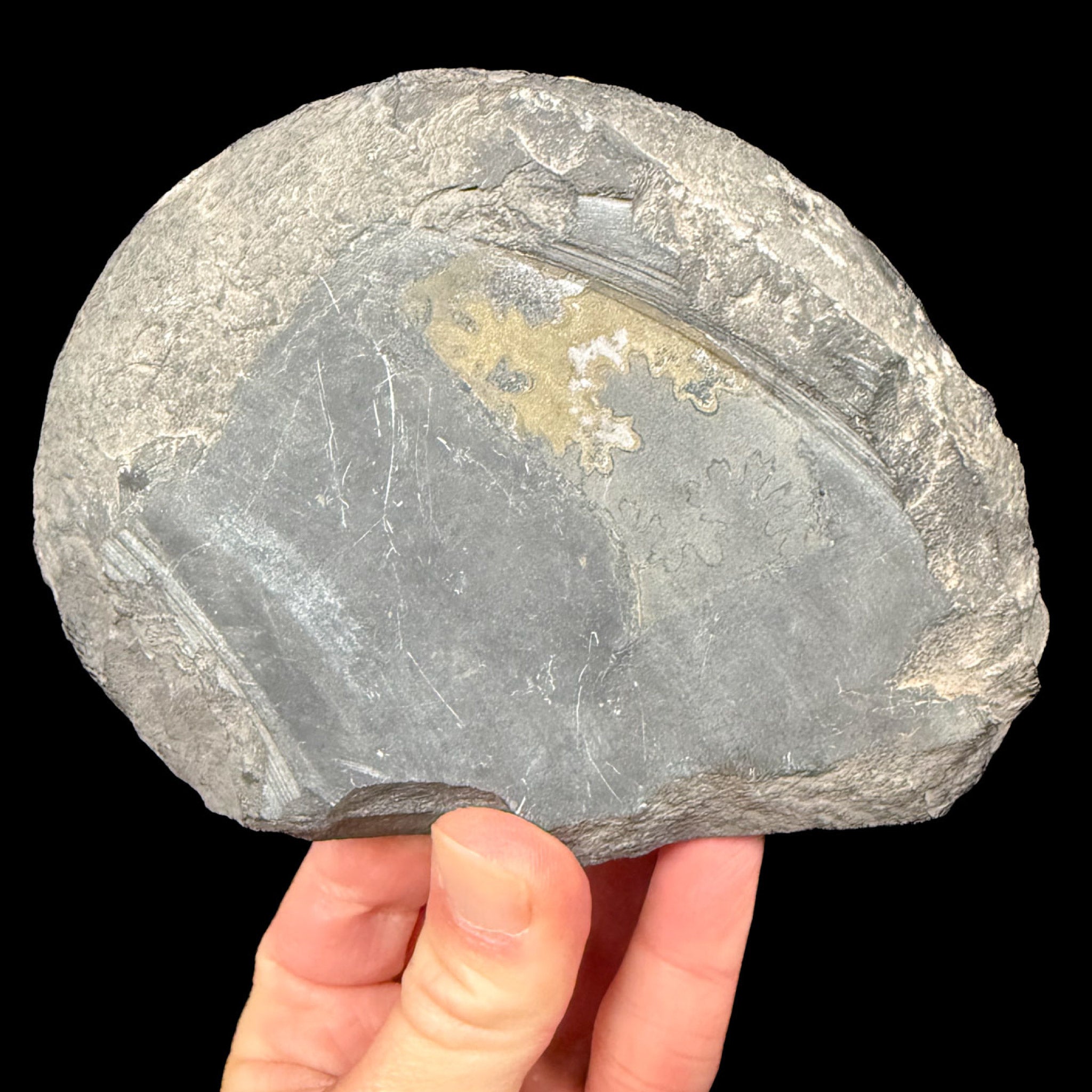 Exterior of pyritized ammonite fossil