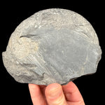 Exterior of fossil ammonite