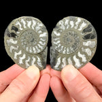 Pyrite and Calcite in fossil Ammonite shell
