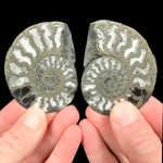 Ammonite fossil pair replaced by Pyrite
